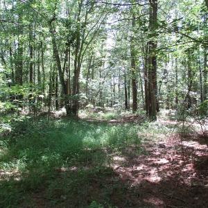 Photo of SOLD!!  3 Acres of Residential Land For Sale in Accomack County VA!