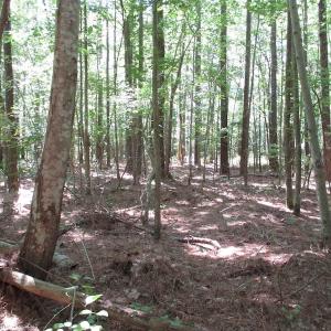 Photo of SOLD!!  3 Acres of Residential Land For Sale in Accomack County VA!