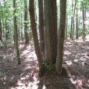 Photo of SOLD!!  3 Acres of Residential Land For Sale in Accomack County VA!