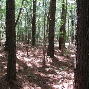 Photo of SOLD!!  3 Acres of Residential Land For Sale in Accomack County VA!
