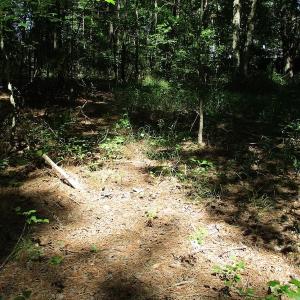 Photo of SOLD!!  3 Acres of Residential Land For Sale in Accomack County VA!