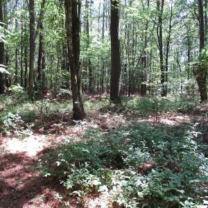 Photo of SOLD!!  3 Acres of Residential Land For Sale in Accomack County VA!