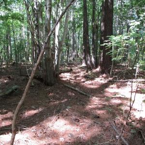 Photo of SOLD!!  3 Acres of Residential Land For Sale in Accomack County VA!