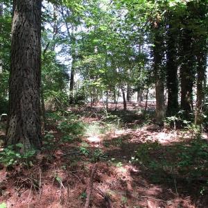 Photo of SOLD!!  3 Acres of Residential Land For Sale in Accomack County VA!