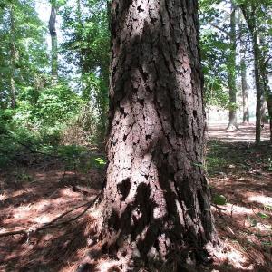 Photo of SOLD!!  3 Acres of Residential Land For Sale in Accomack County VA!