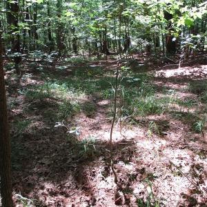 Photo of SOLD!!  3 Acres of Residential Land For Sale in Accomack County VA!