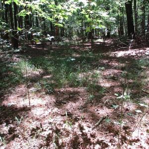 Photo of SOLD!!  3 Acres of Residential Land For Sale in Accomack County VA!