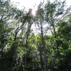 Photo of SOLD!!  3 Acres of Residential Land For Sale in Accomack County VA!