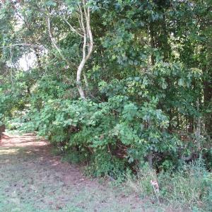 Photo of SOLD!!  3 Acres of Residential Land For Sale in Accomack County VA!