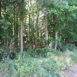 Photo of SOLD!!  3 Acres of Residential Land For Sale in Accomack County VA!