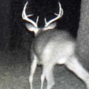 Photo of SOLD!!  70 Acres of Farm and Timber Land For Sale in Scotland County NC!