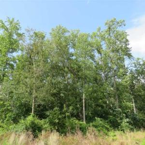 Photo of SOLD!!  70 Acres of Farm and Timber Land For Sale in Scotland County NC!