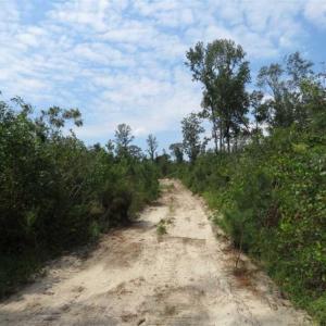 Photo of SOLD!!  70 Acres of Farm and Timber Land For Sale in Scotland County NC!