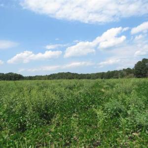 Photo of SOLD!!  70 Acres of Farm and Timber Land For Sale in Scotland County NC!