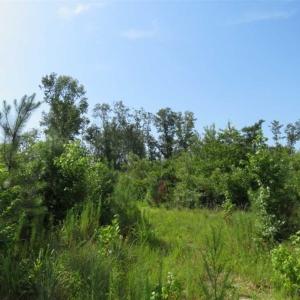 Photo of SOLD!!  70 Acres of Farm and Timber Land For Sale in Scotland County NC!