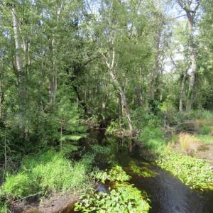 Photo of SOLD!!  70 Acres of Farm and Timber Land For Sale in Scotland County NC!