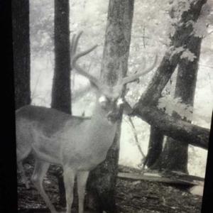 Photo of SOLD!!  70 Acres of Farm and Timber Land For Sale in Scotland County NC!
