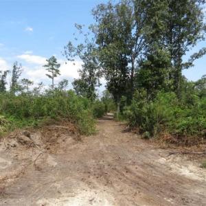 Photo of SOLD!!  70 Acres of Farm and Timber Land For Sale in Scotland County NC!