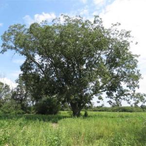 Photo of SOLD!!  70 Acres of Farm and Timber Land For Sale in Scotland County NC!