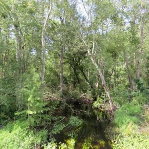 Photo of SOLD!!  70 Acres of Farm and Timber Land For Sale in Scotland County NC!