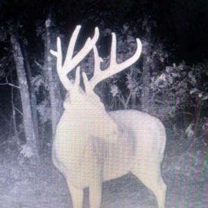 Photo of SOLD!!  70 Acres of Farm and Timber Land For Sale in Scotland County NC!
