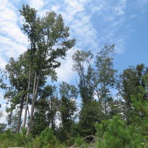 Photo of SOLD!!  70 Acres of Farm and Timber Land For Sale in Scotland County NC!