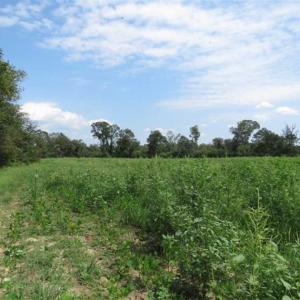 Photo of SOLD!!  70 Acres of Farm and Timber Land For Sale in Scotland County NC!