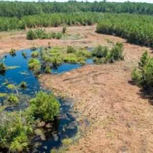 Photo of SOLD!  103.88 Acres of Hunting and Timber Land For Sale in Brunswick County NC!