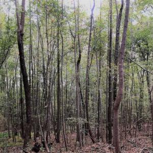 Photo of SOLD!39.4 Acres of Recreational Land For Sale in Lunenburg County VA!