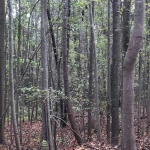 Photo of SOLD!39.4 Acres of Recreational Land For Sale in Lunenburg County VA!