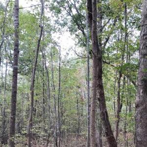 Photo of SOLD!39.4 Acres of Recreational Land For Sale in Lunenburg County VA!