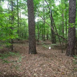 Photo of SOLD!!  5 Acres of Waterfront Timber Land For Sale in Isle of Wight County VA!