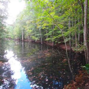 Photo of SOLD!!  5 Acres of Waterfront Timber Land For Sale in Isle of Wight County VA!