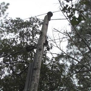 Photo of SOLD!!  5 Acres of Waterfront Timber Land For Sale in Isle of Wight County VA!