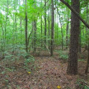 Photo of SOLD!!  5 Acres of Waterfront Timber Land For Sale in Isle of Wight County VA!