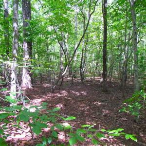 Photo of SOLD!!  5 Acres of Waterfront Timber Land For Sale in Isle of Wight County VA!