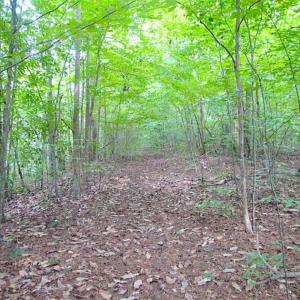 Photo of SOLD!!  5 Acres of Waterfront Timber Land For Sale in Isle of Wight County VA!
