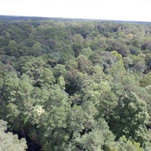 Photo of SOLD!!  5 Acres of Waterfront Timber Land For Sale in Isle of Wight County VA!