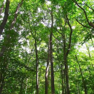 Photo of SOLD!!  5 Acres of Waterfront Timber Land For Sale in Isle of Wight County VA!