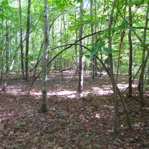 Photo of SOLD!!  5 Acres of Waterfront Timber Land For Sale in Isle of Wight County VA!