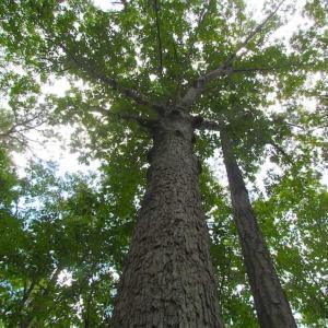 Photo of SOLD!!  5 Acres of Waterfront Timber Land For Sale in Isle of Wight County VA!