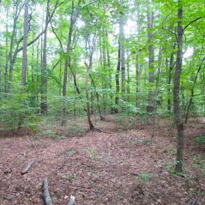 Photo of SOLD!!  5 Acres of Waterfront Timber Land For Sale in Isle of Wight County VA!