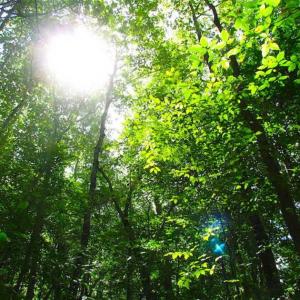 Photo of SOLD!!  5 Acres of Waterfront Timber Land For Sale in Isle of Wight County VA!