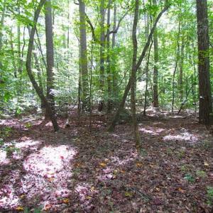 Photo of SOLD!!  5 Acres of Waterfront Timber Land For Sale in Isle of Wight County VA!
