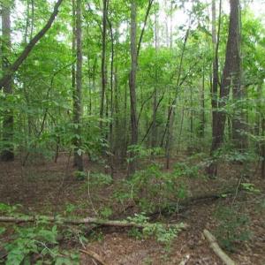 Photo of SOLD!!  5 Acres of Waterfront Timber Land For Sale in Isle of Wight County VA!