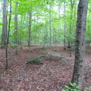 Photo of SOLD!!  5 Acres of Waterfront Timber Land For Sale in Isle of Wight County VA!