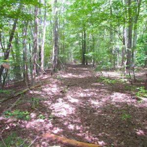 Photo of SOLD!!  5 Acres of Waterfront Timber Land For Sale in Isle of Wight County VA!