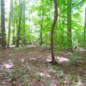 Photo of SOLD!!  5 Acres of Waterfront Timber Land For Sale in Isle of Wight County VA!