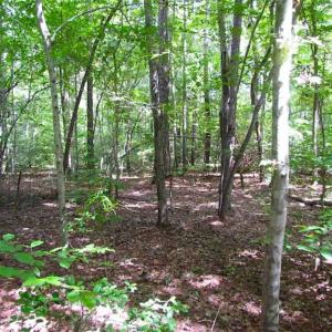 Photo of SOLD!!  5 Acres of Waterfront Timber Land For Sale in Isle of Wight County VA!