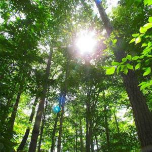Photo of SOLD!!  5 Acres of Waterfront Timber Land For Sale in Isle of Wight County VA!